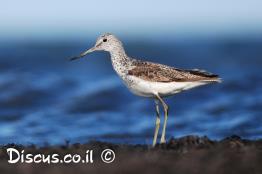 ביצנית-ירוקת-רגל