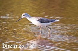 ביצנית-ירוקת-רגל