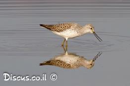 ביצנית-עדינה