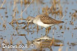 ביצנית-עדינה