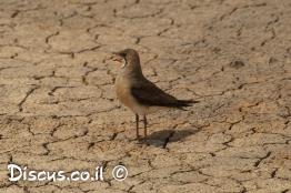 שדמית-מזרחית