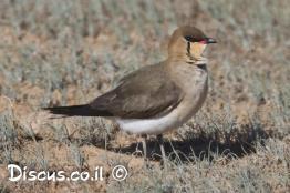 שדמית-שחורת-כנף