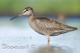 ביצנית-אדומת-רגל