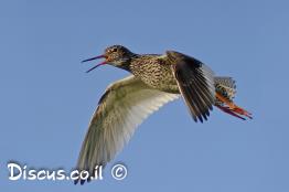 ביצנית-אדומת-רגל