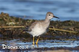 ביצנית-צהובת-רגל