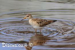 חופית-כהת-חזה