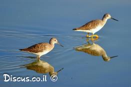 חופית-כהת-חזה