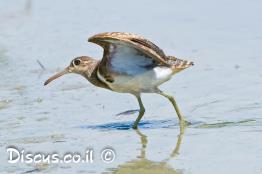 חרטומית-בנגלית
