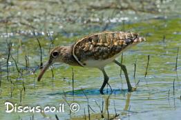 חרטומית-בנגלית