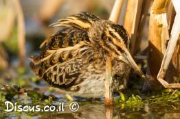 חרטומית-גמדית