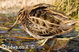 חרטומית-גמדית