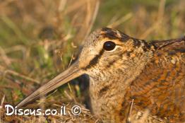 חרטומן-יערות