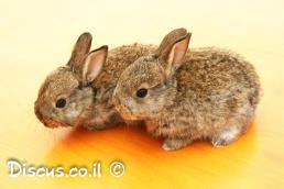 ארנבון מצוי