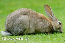 ארנבון-מצוי