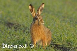 ארנבת מצויה