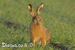 ארנבת-מצויה