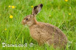ארנבת מצויה