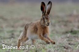 ארנבת מצויה