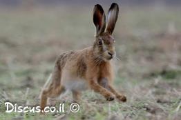 ארנבת-מצויה
