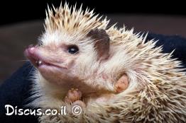 קיפוד-חולות-מצוי