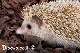 קיפוד-חולות-מצוי