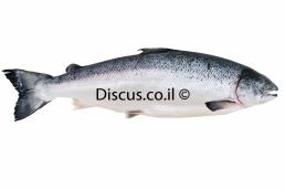 אילתית גמלונית