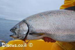 אילתית גמלונית