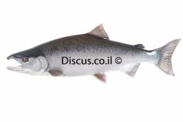 אילתית כסופה