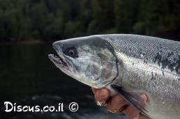 אילתית כסופה