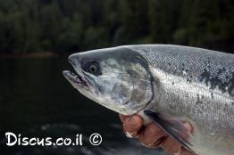 אילתית-כסופה