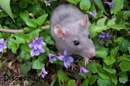 חולדה מצויה