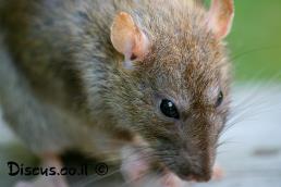 חולדה מצויה