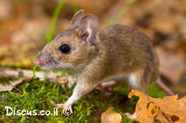 יערון-צהוב-צוואר