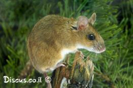 יערון-צהוב-צוואר
