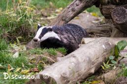 גירית מצויה