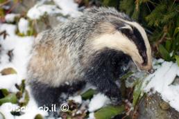 גירית מצויה