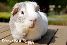 שרקן חזירוני