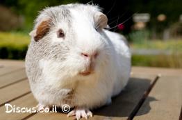 שרקן-חזירוני