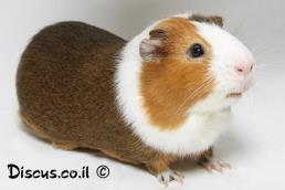 שרקן חזירוני