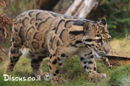 נמר ערפילי מצוי