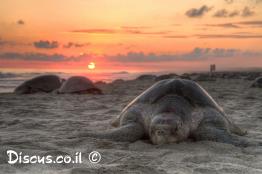צב-ים-זיתני