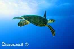צב-ים-ירוק