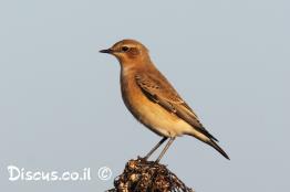 סלעית-אירופית