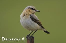 סלעית-אירופית