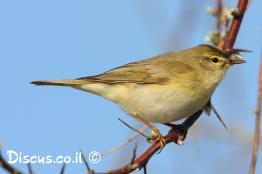 עלווית-אפורה