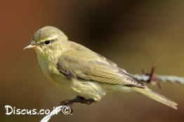 עלווית-אפורה