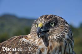 זרון-הביצות