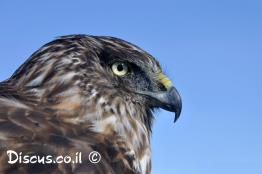 זרון-הביצות