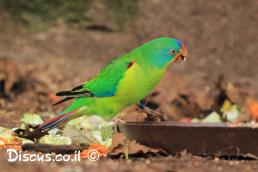 תוכי הסיסים