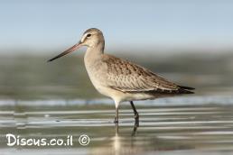 לימוזה אמריקנית